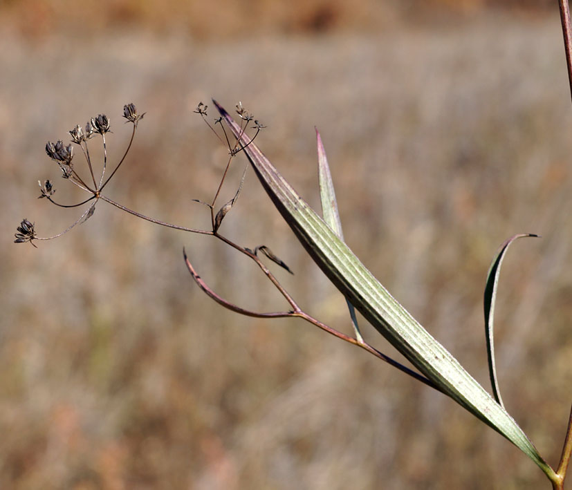 Image of Bupleurum scorzonerifolium specimen.