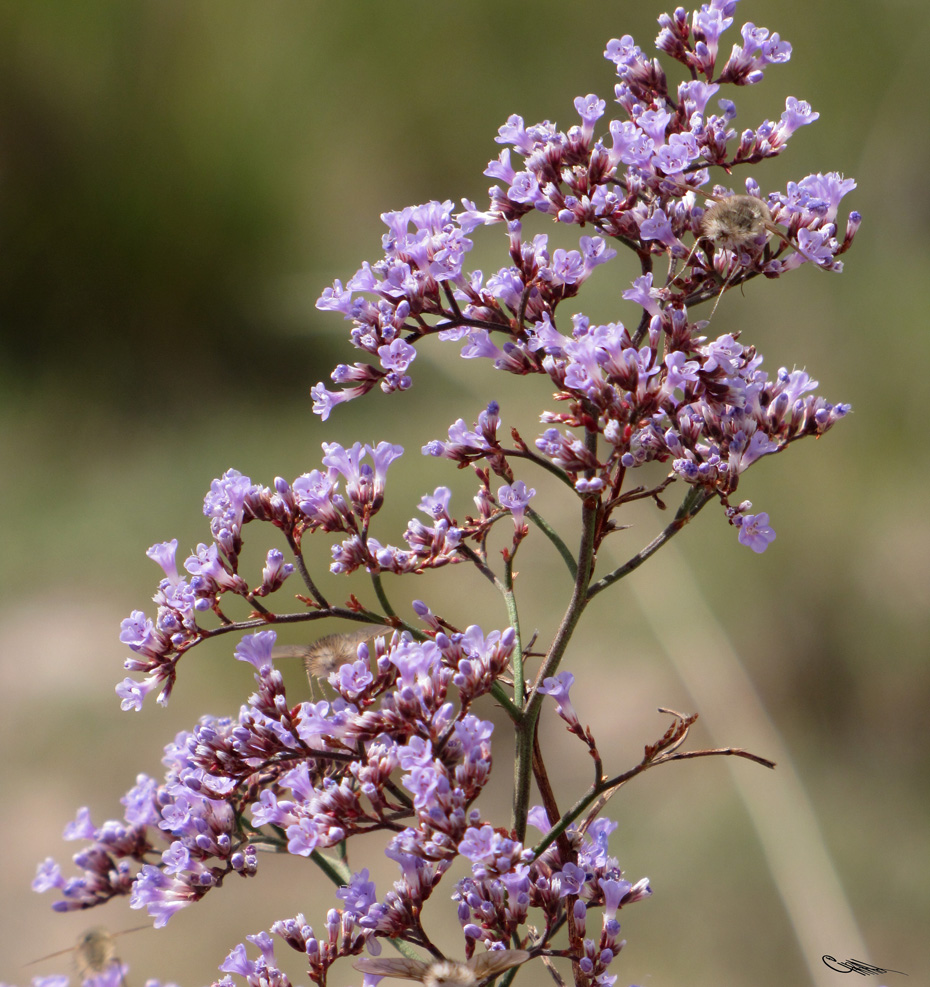 Image of Limonium gmelinii specimen.