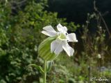 Melandrium latifolium