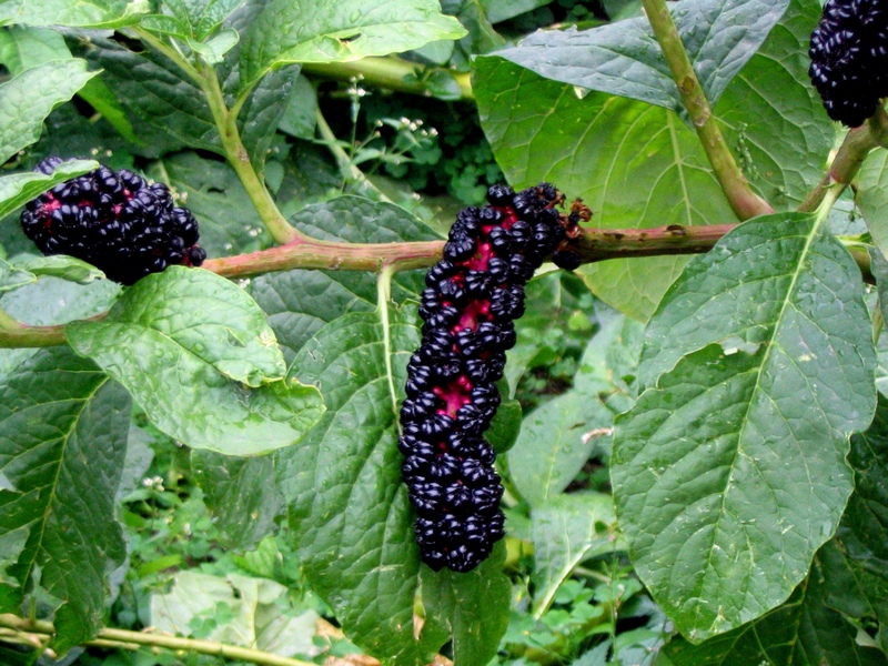 Изображение особи Phytolacca acinosa.