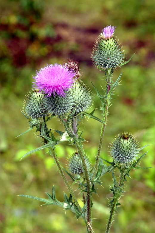 Изображение особи Cirsium vulgare.