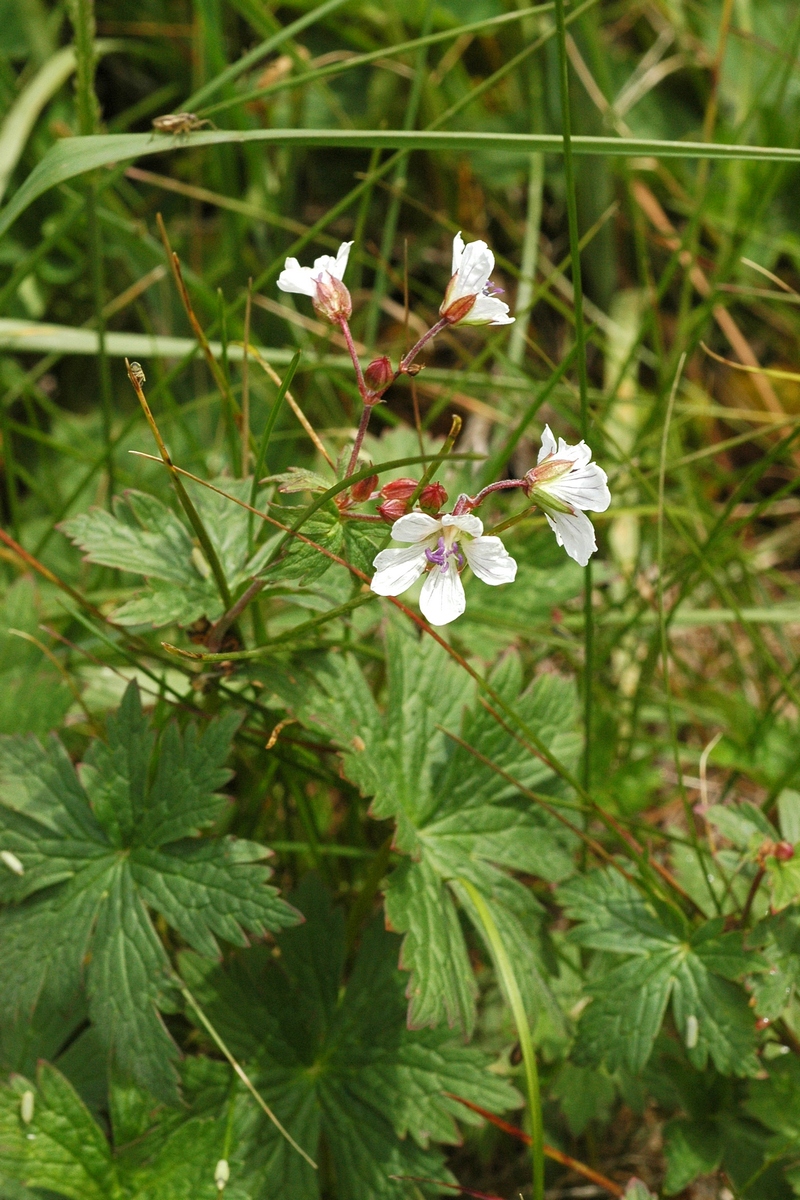 Изображение особи Geranium albiflorum.