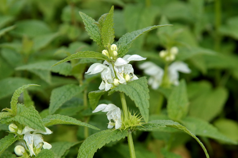 Изображение особи Lamium album ssp. orientale.