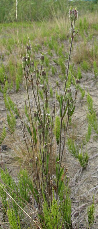 Изображение особи Gastrolychnis affinis.