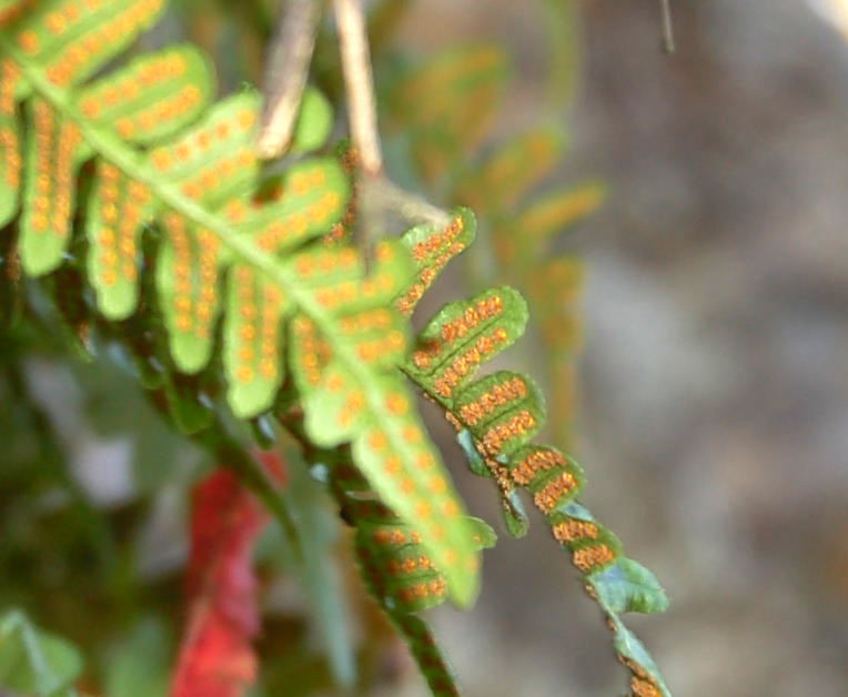 Изображение особи Polypodium vulgare.