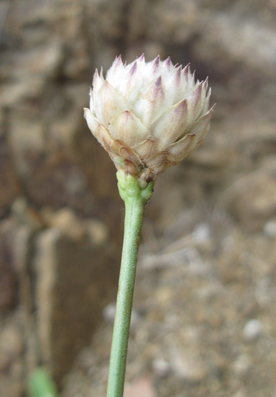 Изображение особи Cephalaria coriacea.