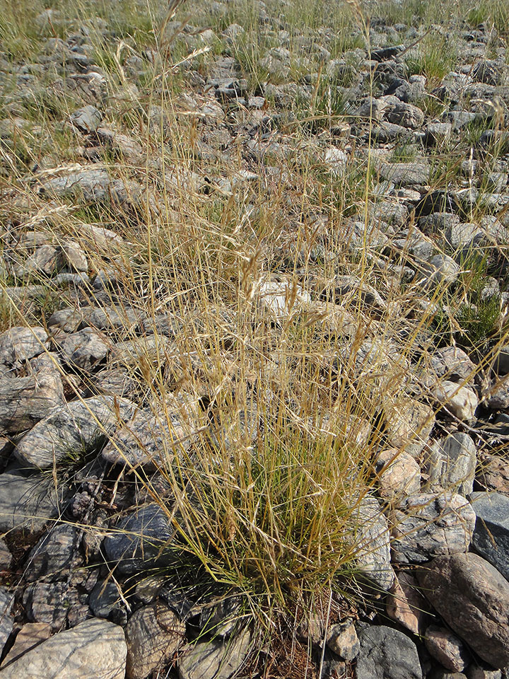 Изображение особи Deschampsia turczaninowii.