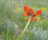 Adonis aestivalis
