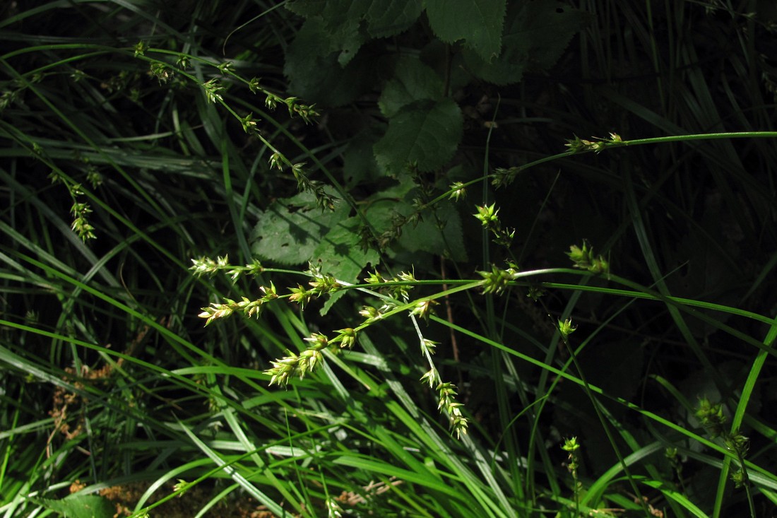 Изображение особи Carex polyphylla.
