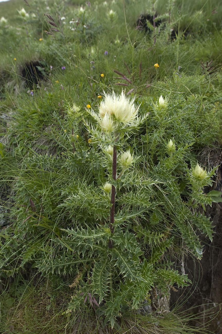 Изображение особи Cirsium obvallatum.