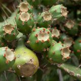 Opuntia monocantha
