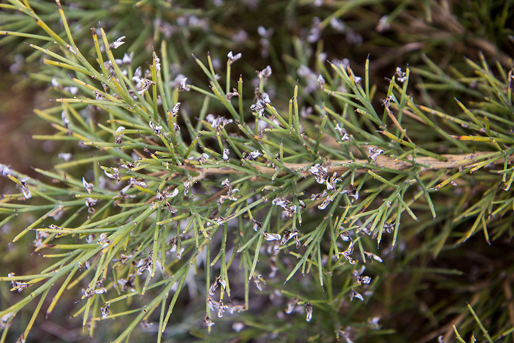 Image of Genista acanthoclada specimen.