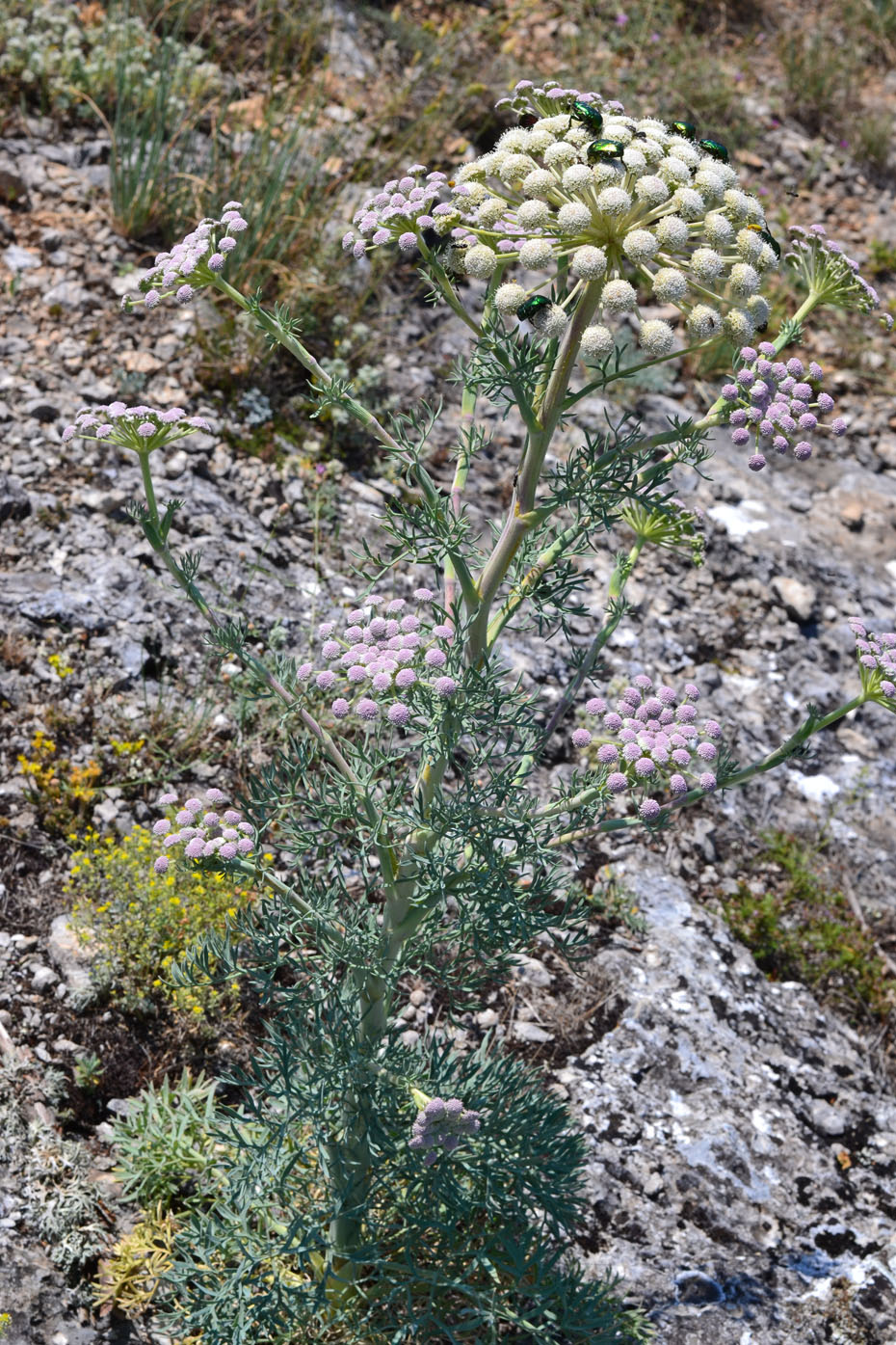 Image of Seseli gummiferum specimen.