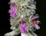 Stachys byzantina