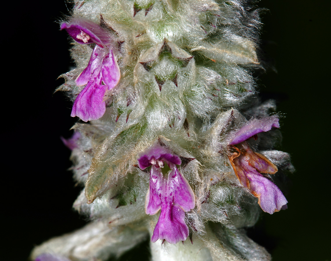 Изображение особи Stachys byzantina.