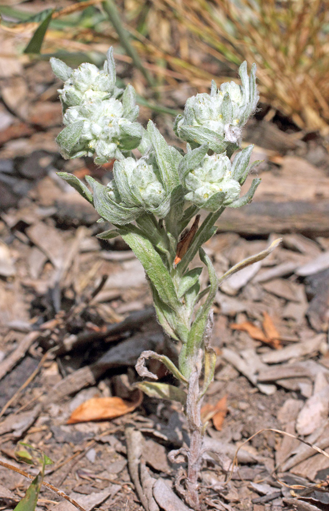 Image of Cymbolaena griffithii specimen.