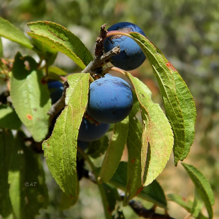 Image of Prunus spinosa specimen.