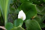 Calla palustris