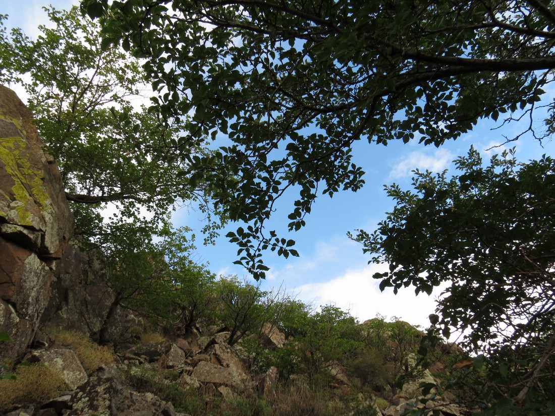 Изображение особи Ulmus macrocarpa.