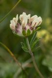 Anthyllis biebersteiniana