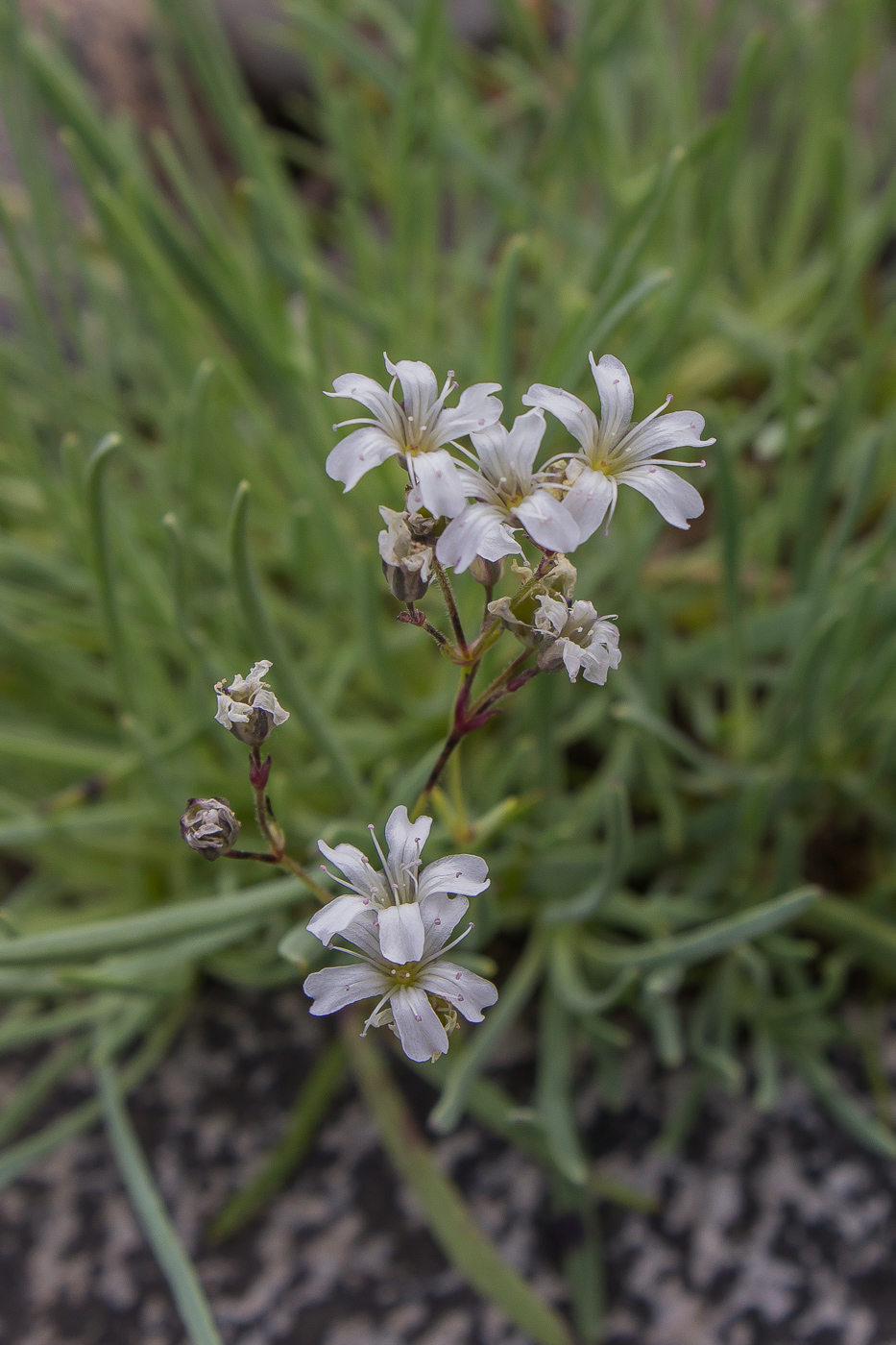 Изображение особи Gypsophila uralensis.