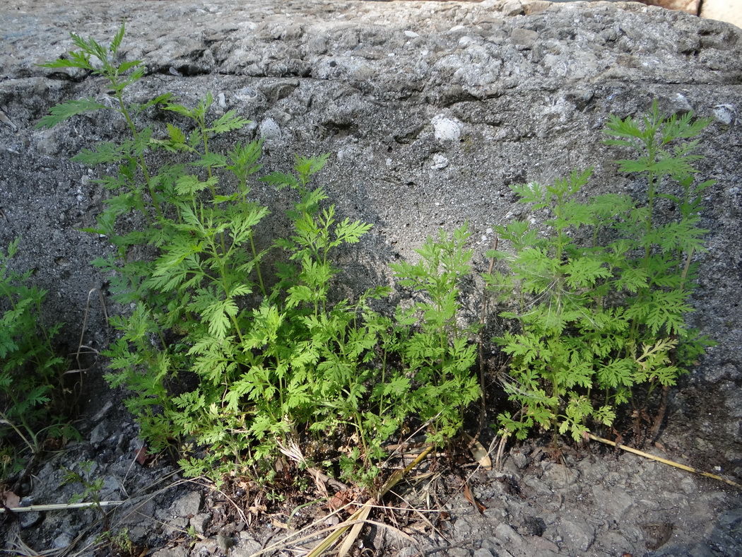 Image of Artemisia annua specimen.