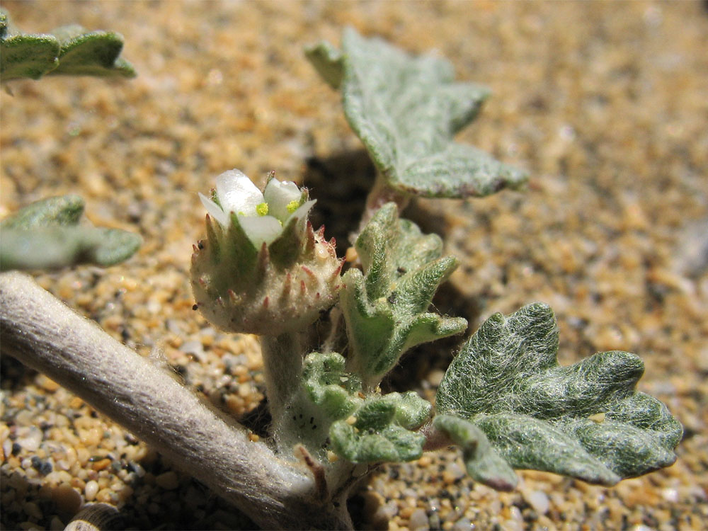 Изображение особи Neurada procumbens.