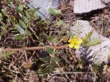 Tribulus terrestris