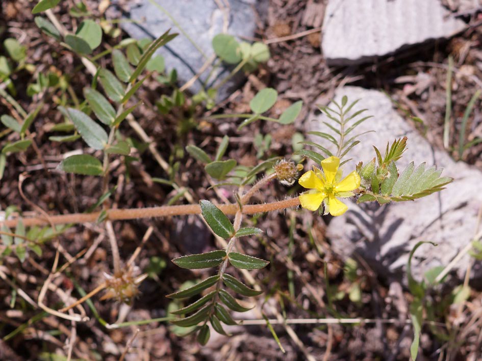 Изображение особи Tribulus terrestris.