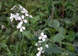 Hesperis sibirica ssp. pseudonivea