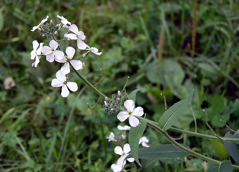Image of Hesperis sibirica ssp. pseudonivea specimen.