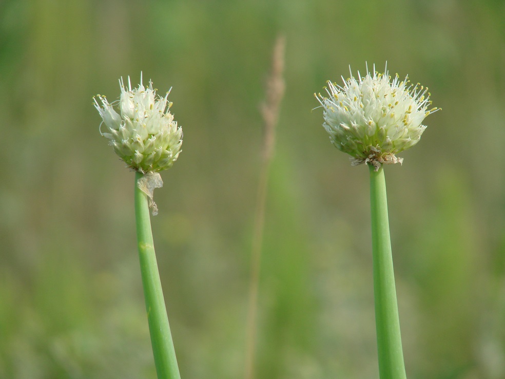 Изображение особи Allium fistulosum.