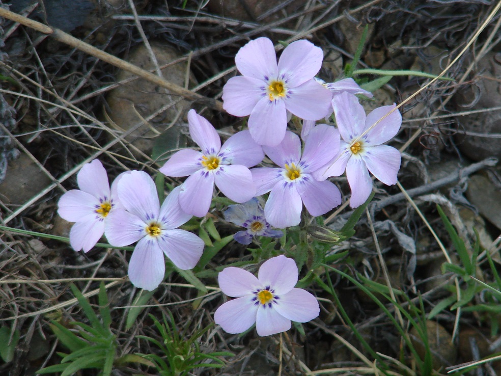 Изображение особи Phlox sibirica.