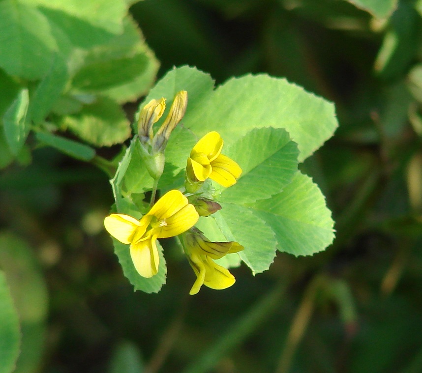 Изображение особи Melilotoides platycarpos.