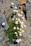 Tripleurospermum caucasicum