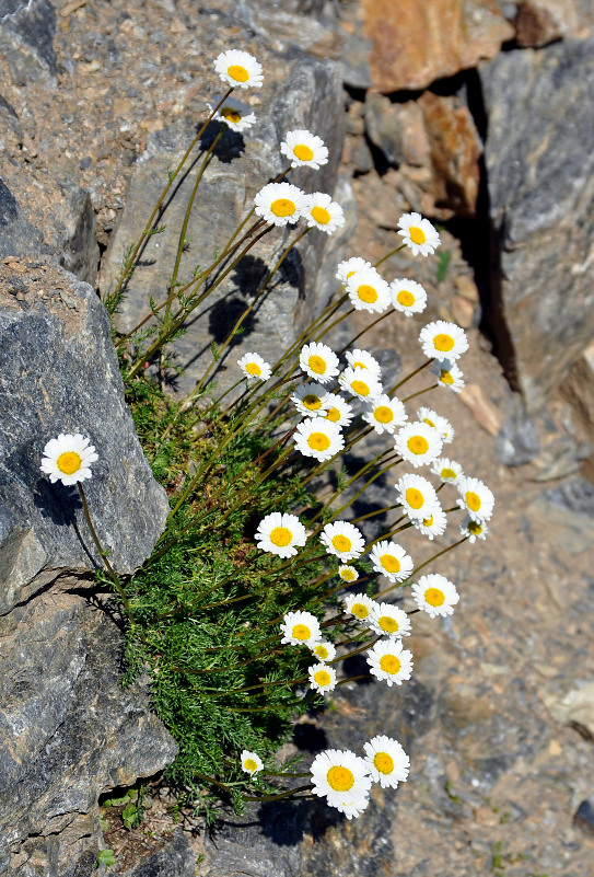 Изображение особи Tripleurospermum caucasicum.