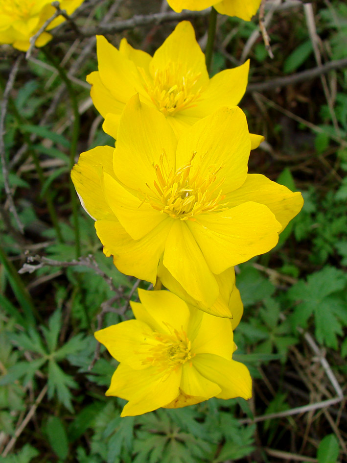 Image of Trollius uncinatus specimen.