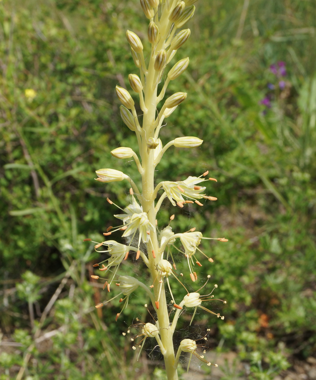 Image of Eremurus altaicus specimen.