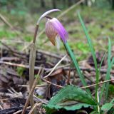 Calypso bulbosa. Цветущее растение. Свердловская обл., окр. г. Североуральск. Таёжный лес. 21.05.2007.