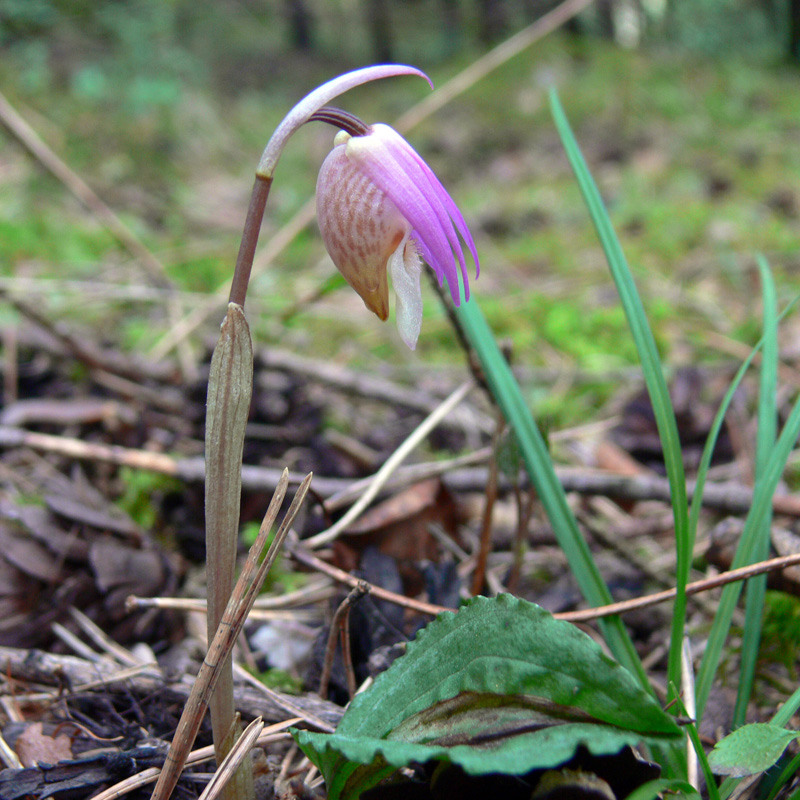 Image of Calypso bulbosa specimen.