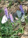 Vicia cracca. Верхушки побегов с соцветиями и бабочками-боярышницами. Якутия (Саха), Алданский р-н, левый берег р. Алдан в 7 км выше устья р. Тимптон. 19.06.2008.