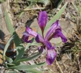 Iris glaucescens