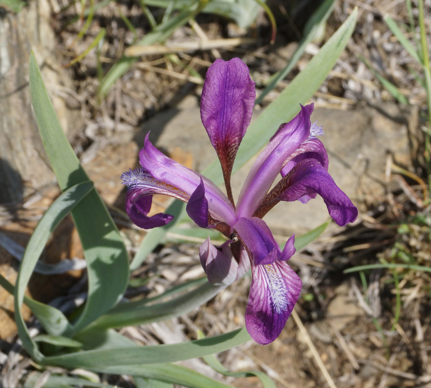 Image of Iris glaucescens specimen.