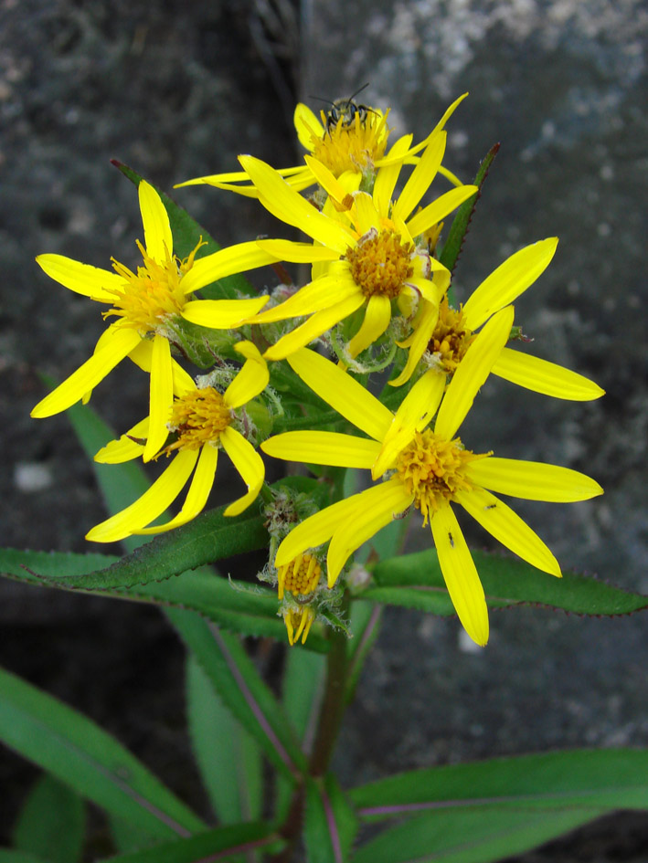 Image of Senecio nemorensis specimen.