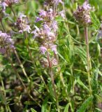 Thymus marschallianus