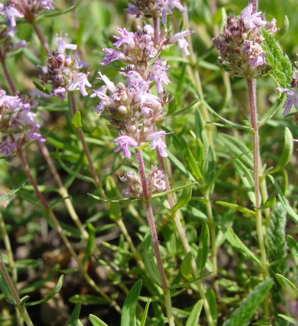 Image of Thymus marschallianus specimen.