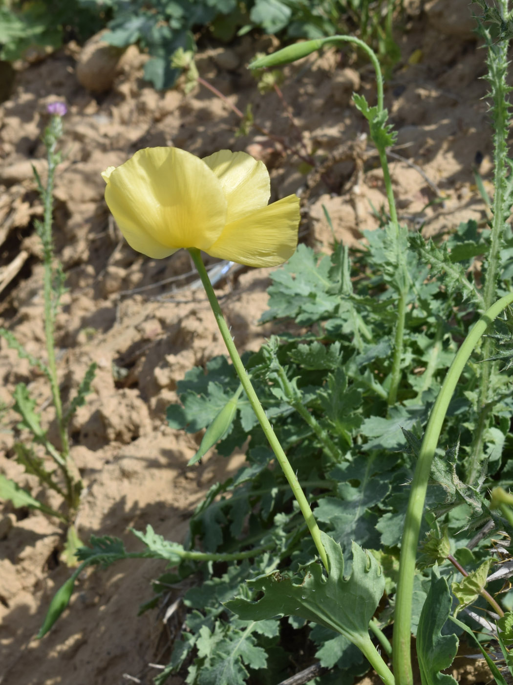 Image of Glaucium fimbrilligerum specimen.