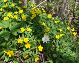 Anemone ranunculoides. Цветущие растения с единичным растением ветреницы дубравной. Ленинградская обл., г. Волхов, правый берег, лес около ж. д. моста за Торфопоселком. 06.05.2010.