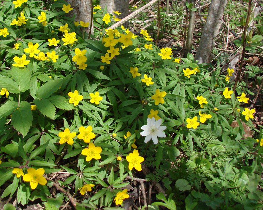 Изображение особи Anemone ranunculoides.