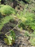 Phlomoides brachystegia